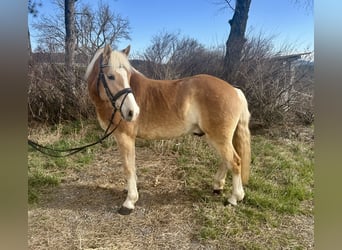 Hafliger, Wałach, 5 lat, 143 cm, Kasztanowata