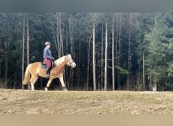 Hafliger, Wałach, 5 lat, 143 cm, Kasztanowata