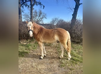 Hafliger, Wałach, 5 lat, 143 cm, Kasztanowata