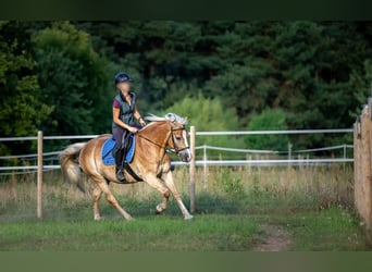 Hafliger, Wałach, 5 lat, 148 cm