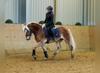 Hafliger, Wałach, 5 lat, 150 cm, Kasztanowata