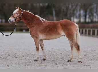 Hafliger, Wałach, 5 lat, 150 cm, Kasztanowata