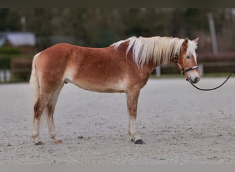 Hafliger, Wałach, 5 lat, 150 cm, Kasztanowata