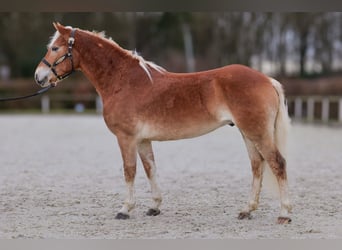 Hafliger, Wałach, 5 lat, 150 cm, Kasztanowata