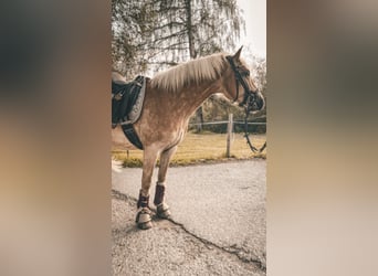 Hafliger, Wałach, 5 lat, 150 cm, Kasztanowata