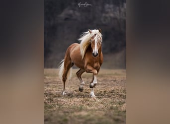 Hafliger, Wałach, 5 lat, 150 cm, Kasztanowata