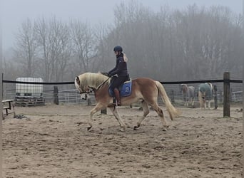 Hafliger, Wałach, 5 lat, 154 cm, Kasztanowata