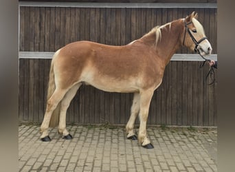 Hafliger, Wałach, 5 lat, 154 cm, Kasztanowata