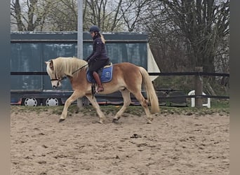 Hafliger, Wałach, 5 lat, 154 cm, Kasztanowata