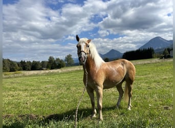Hafliger, Wałach, 5 lat, 155 cm, Kasztanowata