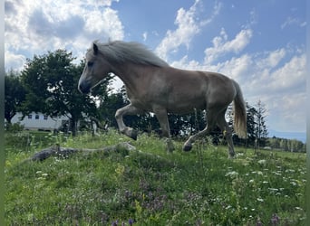 Hafliger, Wałach, 5 lat, 155 cm, Kasztanowata