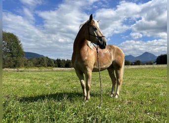 Hafliger, Wałach, 5 lat, 155 cm, Kasztanowata