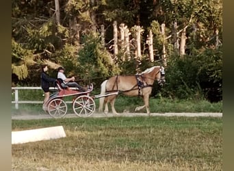 Hafliger, Wałach, 5 lat, 158 cm, Kasztanowata