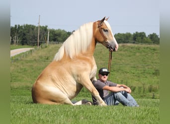 Hafliger, Wałach, 6 lat, 155 cm, Izabelowata