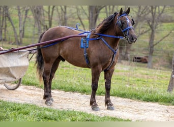 Hafliger, Wałach, 7 lat, 147 cm, Gniada