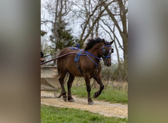 Hafliger, Wałach, 7 lat, 147 cm, Gniada