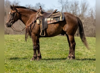 Hafliger, Wałach, 7 lat, 147 cm, Gniada