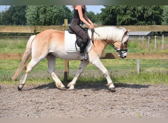 Hafliger, Wałach, 7 lat, 149 cm