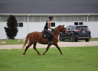 Hafliger, Wałach, 8 lat, 137 cm, Gniada