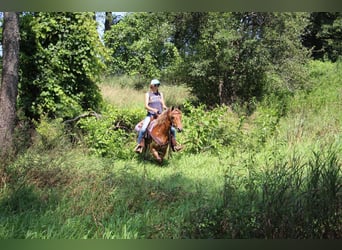 Hafliger, Wałach, 8 lat, 137 cm, Gniada