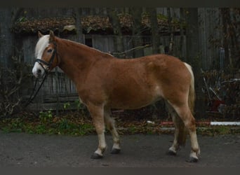 Hafliger, Wałach, 8 lat, 143 cm, Kasztanowata