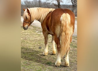 Hafliger, Wałach, 8 lat, 145 cm, Ciemnokasztanowata