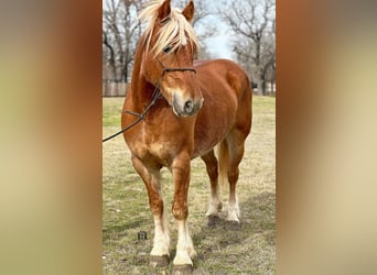 Hafliger, Wałach, 8 lat, 145 cm, Ciemnokasztanowata