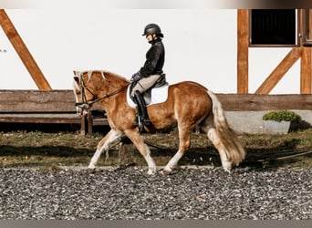 Hafliger Mix, Wałach, 9 lat, 145 cm, Kasztanowata