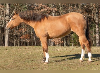 Hafliger, Wałach, 9 lat, 147 cm, Jelenia