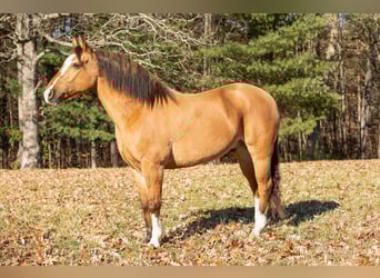 Hafliger, Wałach, 9 lat, 147 cm, Jelenia