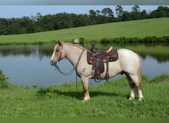 Haflinger / Avelignese, Castrone, 10 Anni, 142 cm, Roano rosso