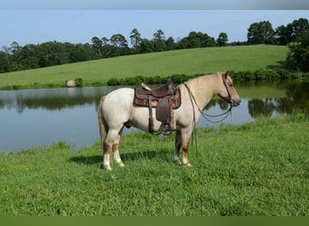 Haflinger / Avelignese, Castrone, 10 Anni, 142 cm, Roano rosso