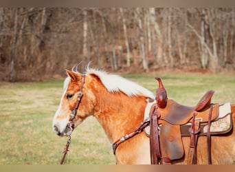 Haflinger / Avelignese, Castrone, 10 Anni, 142 cm, Sauro ciliegia