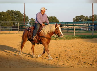 Haflinger / Avelignese, Castrone, 10 Anni, 142 cm, Sauro scuro