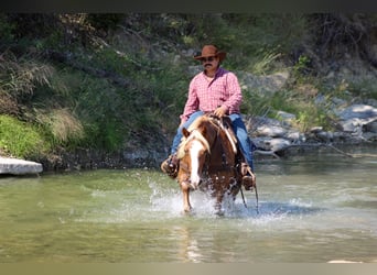 Haflinger / Avelignese, Castrone, 10 Anni, 142 cm, Sauro scuro