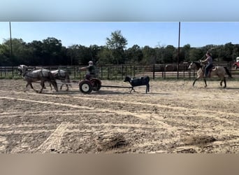 Haflinger / Avelignese, Castrone, 10 Anni, 145 cm, Roano rosso