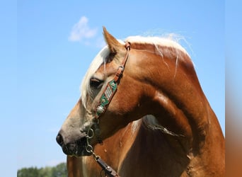Haflinger / Avelignese, Castrone, 10 Anni, 152 cm, Sauro ciliegia