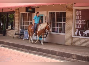 Haflinger / Avelignese, Castrone, 10 Anni, Tobiano-tutti i colori