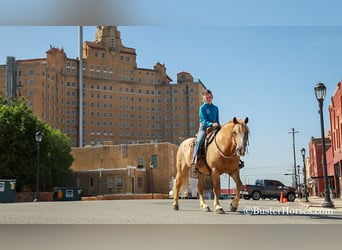 Haflinger / Avelignese, Castrone, 11 Anni, 142 cm, Sauro scuro