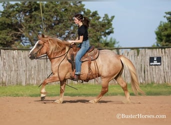 Haflinger / Avelignese, Castrone, 11 Anni, 142 cm, Sauro scuro