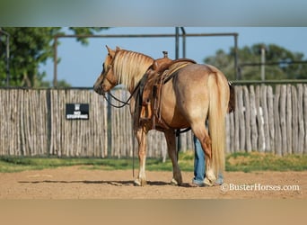 Haflinger / Avelignese, Castrone, 11 Anni, 142 cm, Sauro scuro