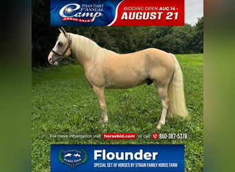 Haflinger / Avelignese Mix, Castrone, 12 Anni, 137 cm, Palomino