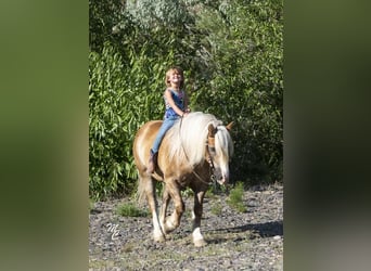Haflinger / Avelignese Mix, Castrone, 13 Anni, 137 cm, Sauro ciliegia