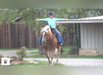 Haflinger / Avelignese, Castrone, 13 Anni, 137 cm, Sauro ciliegia