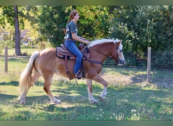 Haflinger / Avelignese, Castrone, 13 Anni, 145 cm, Sauro ciliegia