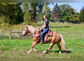 Haflinger / Avelignese, Castrone, 13 Anni, 145 cm, Sauro ciliegia