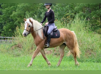 Haflinger / Avelignese, Castrone, 13 Anni, 145 cm, Sauro ciliegia