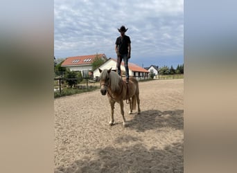 Haflinger / Avelignese, Castrone, 13 Anni, 147 cm, Sauro scuro
