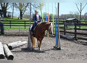 Haflinger / Avelignese, Castrone, 13 Anni, 147 cm, Sauro scuro