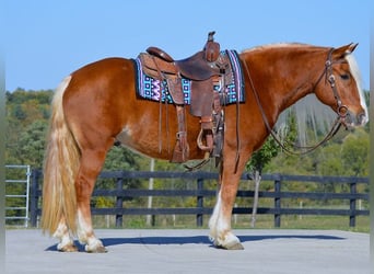 Haflinger / Avelignese, Castrone, 13 Anni, 147 cm, Sauro scuro